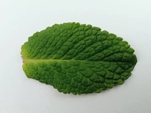 Single fresh mint leaf close up on white background Stock Photos