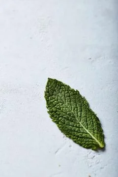 Single fresh mint leaf on textured light blue surface Stock Photos