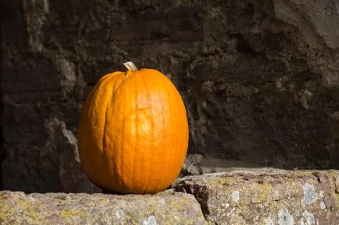 Single fresh pumpkin Stock Photos