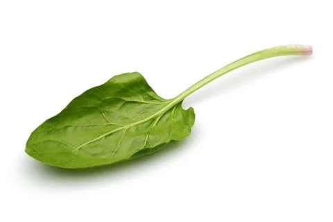Single fresh spinach leaf isolated on white Stock Photos