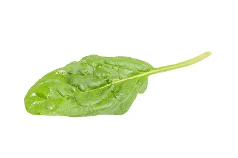 Single fresh spinach leaf isolated on white background Stock Photos