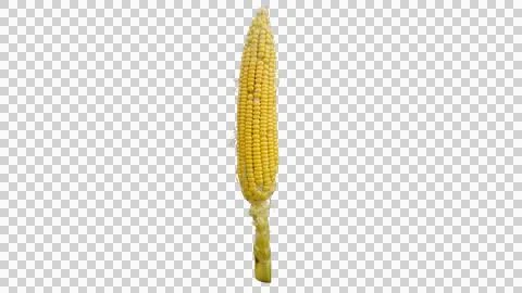 Single Fresh Yellow Corn Cob Isolated for Organic Farming Concept Fotos de archivo