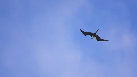 Single frigate bird glides in the sky Stock Footage