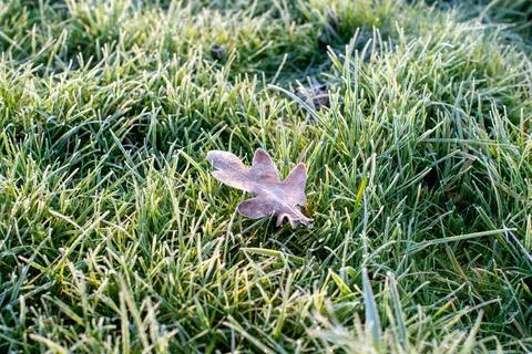 Single frosted leaf on winter grass Stock Photos