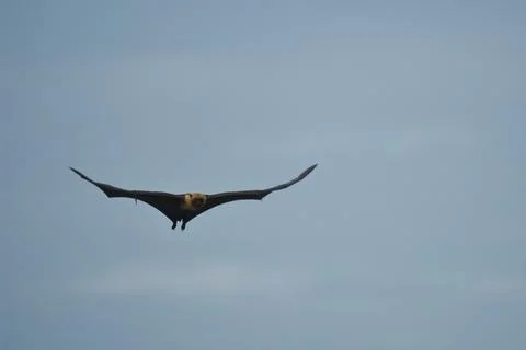 Single fruit bat, flying fox flying, Mahe, Seychelles 3 Foto stock