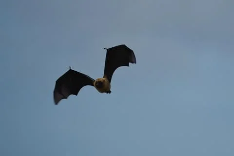 Single fruit bat, flying fox flying, Mahe, Seychelles 5 Stock Photos