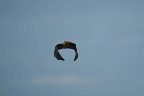 Single fruit bat, flying fox flying, Mahe, Seychelles 4 Stock Photos