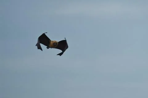 Single fruit bat, flying fox flying, Mahe, Seychelles 1 Stock Photos
