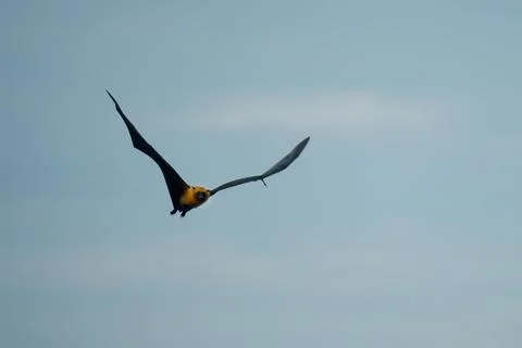 Single fruit bat, flying fox flying, Mahe, Seychelles 2 Stock Photos