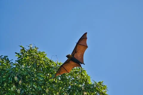 Single fruit bat, flying fox flying, Mahe, Seychelles  6 Stock Photos