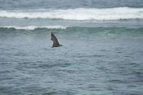 Single fruit bat, flying fox flying over the ocean, Mahe, Seychelles Stock Photos