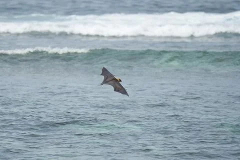 Single fruit bat, flying fox flying over the ocean, Mahe, Seychelles. 1 Stock Photos