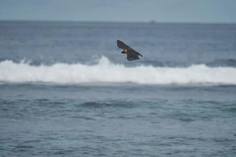 Single fruit bat, flying fox flying over the ocean, Mahe, Seychelles 2 Stock Photos