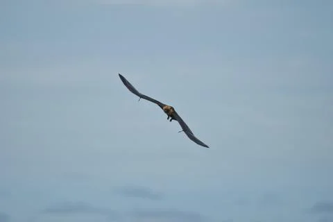 Single fruit bat, flying fox flying, Mahe, Seychelles. Stock Photos