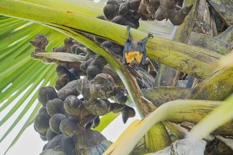 Single fruit bat hanging inside the coco de mer female tree inside the bota Stock Photos