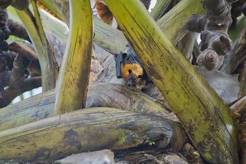 Single fruit bat hanging inside the coco de mer female tree inside the bota Stock Photos