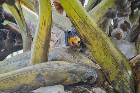 Single fruit bat hanging inside the coco de mer female tree inside the bota Stock Photos
