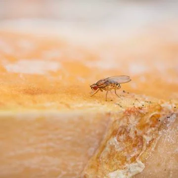 Single fruit fly on the wild nature Stock Photos