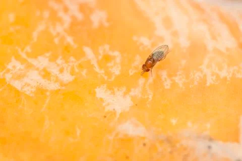 Single fruit fly on the wild nature Stock Photos