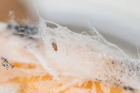 Single fruit fly on the wild nature Stock Photos