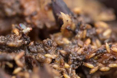 Single fruit fly on the wild nature Stock Photos