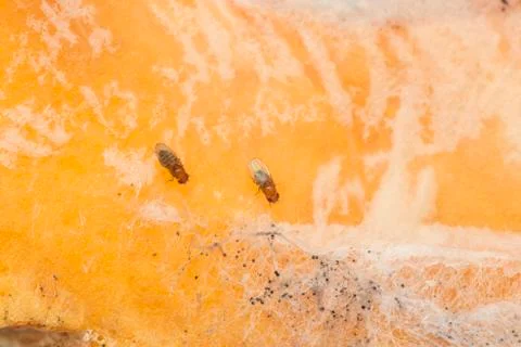 Single fruit fly on the wild nature Stock Photos