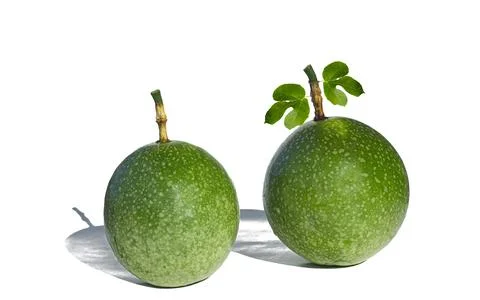 A single fruit of green passion fruit The fruit is round or oval and succulen Stock Photos