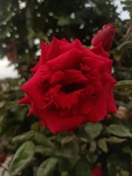 A single, fully bloomed red rose with a bud beside it. Stock Photos