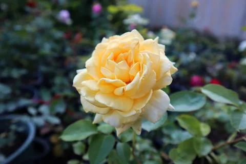 A single fully opened yellow rose in the garden Stock Photos