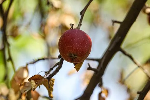 A single function, the apple on a branch of a wild tree, in an orchard. Autumn Stock Photos