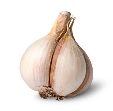 Single garlic bulb Stock Photos
