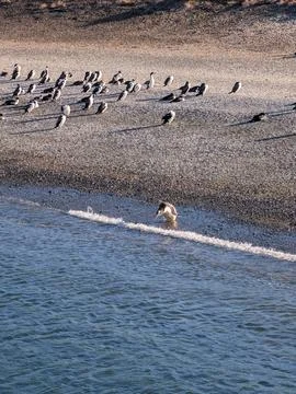 Single Gentoo Penguin Standing in Breaking Surf Stock Photos