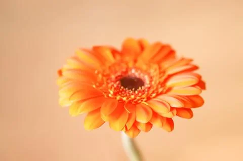 Single gerbera flower close up. Stock Photos