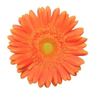 Single gerbera on a white background Stock Photos