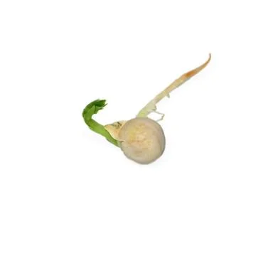 Single germinated pea seed sprouting Stock Photos