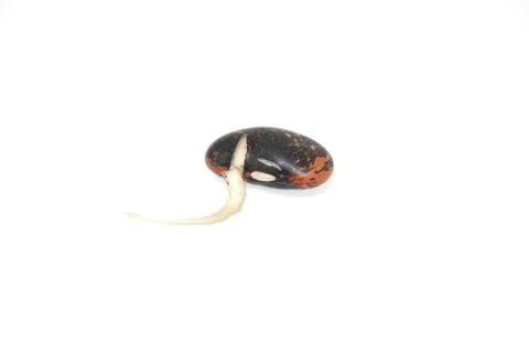 Single germinated runner bean seed sprouting Stock Photos