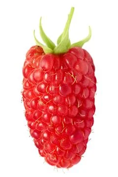 Single giant, elongated raspberry. Stock Photos