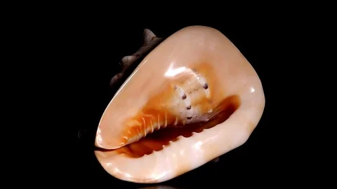 Single giant Shell Stock Footage 123068740