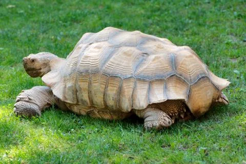 Single giant tortoise 写真素材