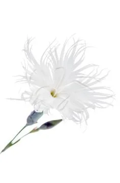 Single gillyflower isolated on white Stock Photos