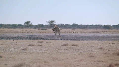 Single giraffe awkwardly drinking at muddy water hole in the Kalahari Stock Footage 84201835