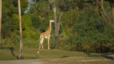 Single Giraffe Licks Tree in Distance, 4K Stock Footage 71114442