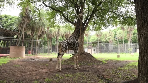 Single Giraffe Standing Beneath Large Tree in Zoo Wildlife Habitat Stock Footage 341102226