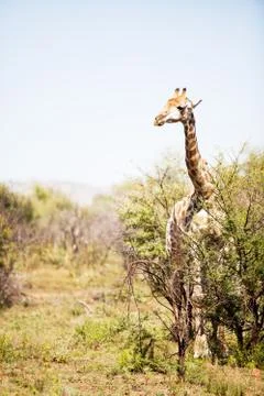 Single giraffe standing between shrubs Foto stock