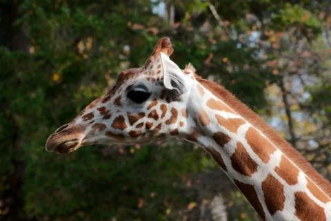 Single giraffe standing Stock Photos