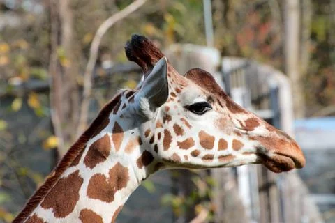 Single giraffe standing Stock Photos