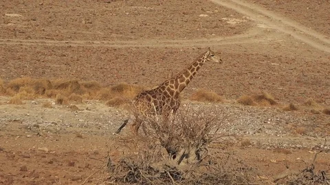 Single giraffe walking in africa Stock Footage 118444545