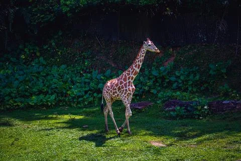 Single Giraffe Walking Gracefully on Green Grass Foto stock