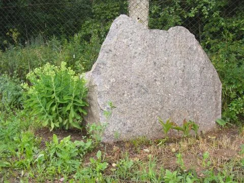 Single glacial erratic boulder sits in the middle of a Belarus forest Stock Photos