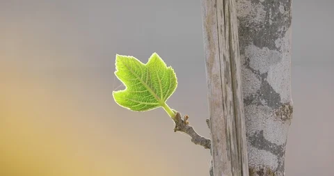 Single glowing green leaf at sunrise Stock Footage 101657197